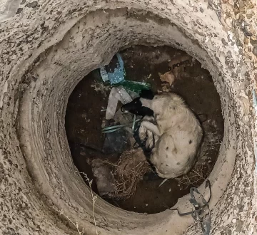 Dramático rescate de un perrito en Santa Cruz: se había caído en un pozo de cuatro metros