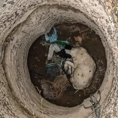 Dramático rescate de un perrito en Santa Cruz: se había caído en un pozo de cuatro metros