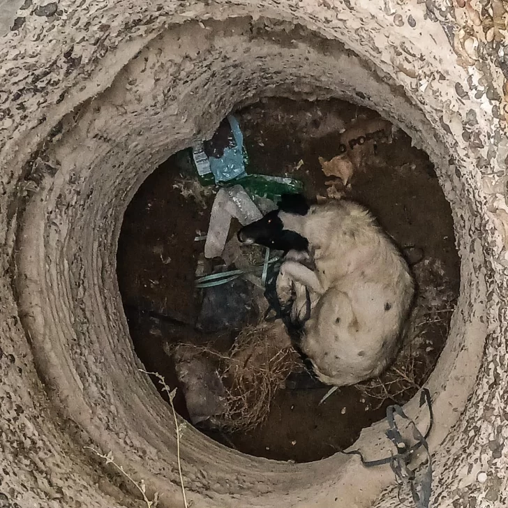 Dramático rescate de un perrito en Santa Cruz: se había caído en un pozo de cuatro metros