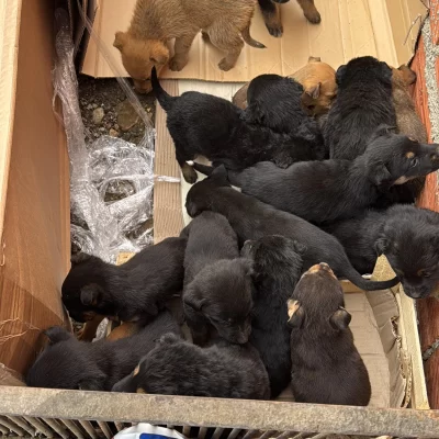 “Escenas que te rompen el alma”: encontraron una veintena de cachorros abandonados y piden ayuda