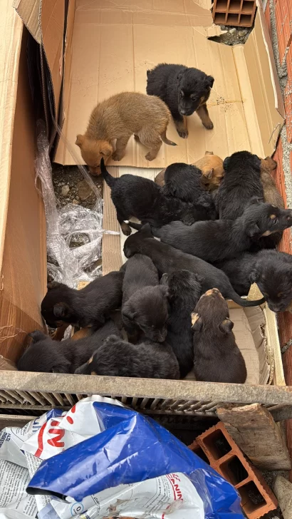 “Escenas que te rompen el alma”: encontraron una veintena de cachorros abandonados y piden ayuda
