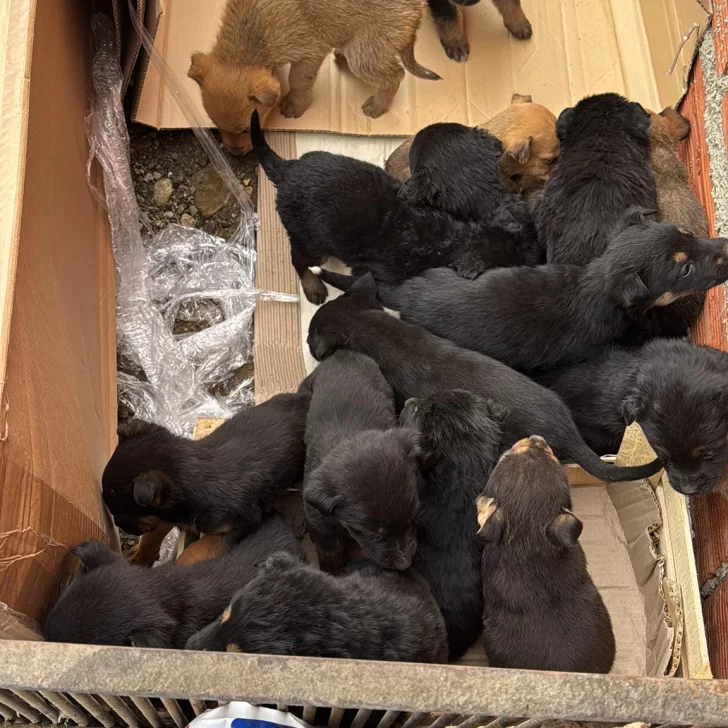 “Escenas que te rompen el alma”: encontraron una veintena de cachorros abandonados y piden ayuda
