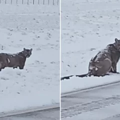 Video. Se encontraron con un puma caminando por Ruta 40 en plena nevada en Santa Cruz 