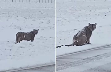 Video. Se encontraron con un puma caminando por Ruta 40 en plena nevada en Santa Cruz 