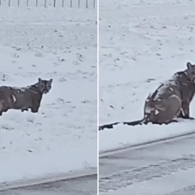 Video. Se encontraron con un puma caminando por Ruta 40 en plena nevada en Santa Cruz 