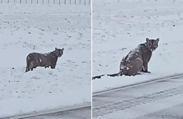 Video. Se encontraron con un puma caminando por Ruta 40 en plena nevada en Santa Cruz 