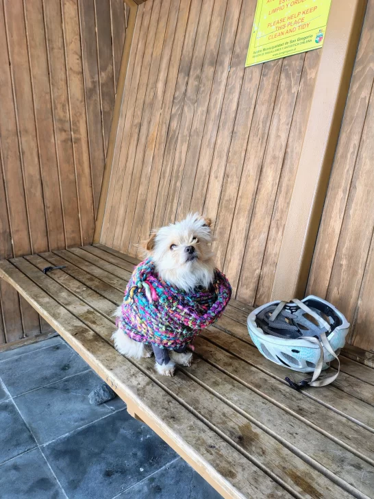 Franco y su perro Milo recorren Latinoamérica en bicicleta, llegaron a Río Gallegos y buscan un aventón para seguir viaje
