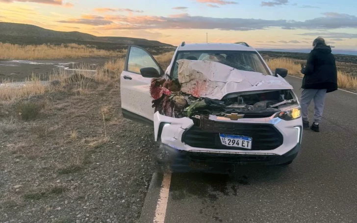 Un guanaco se les cruzó en la ruta cerca de El Chaltén, lo embistieron y se salvaron de milagro