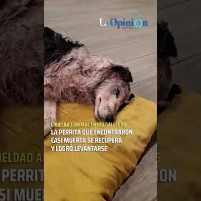 Crueldad animal en Río Gallegos: la perra hallada casi muerta se recupera Crueldad animal en Río Gallegos: la perra hallada casi muerta se recupera