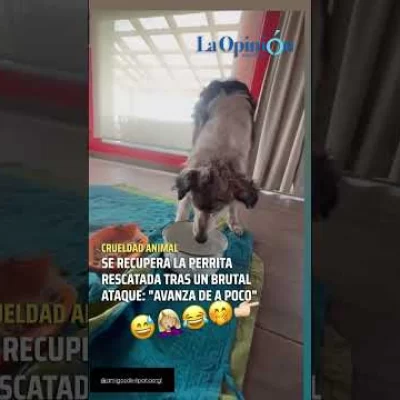 Luz, la perrita abandonada con fractura de cráneo, ya salió del estado crítico