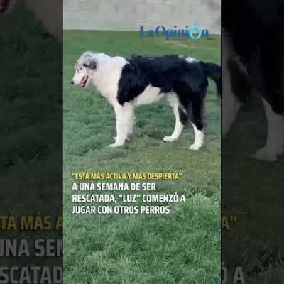 La perrita que sufrió una fractura de cráneo comenzó a jugar con otros perros
