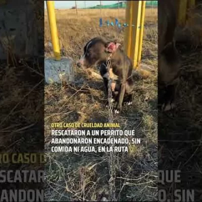 Encadenaron a una perrita y la dejaron abandonada en la ruta