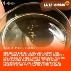 Hallan en Santa Cruz una nueva especie de caracol marino – Bogasonia Maradoniana