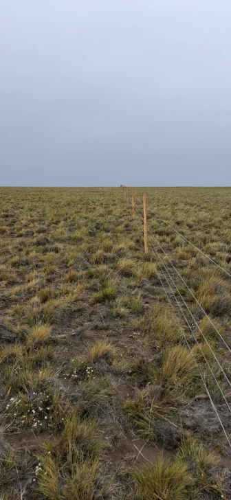  Con la preventa de los créditos de carbono, se realizaron divisones en el campo.