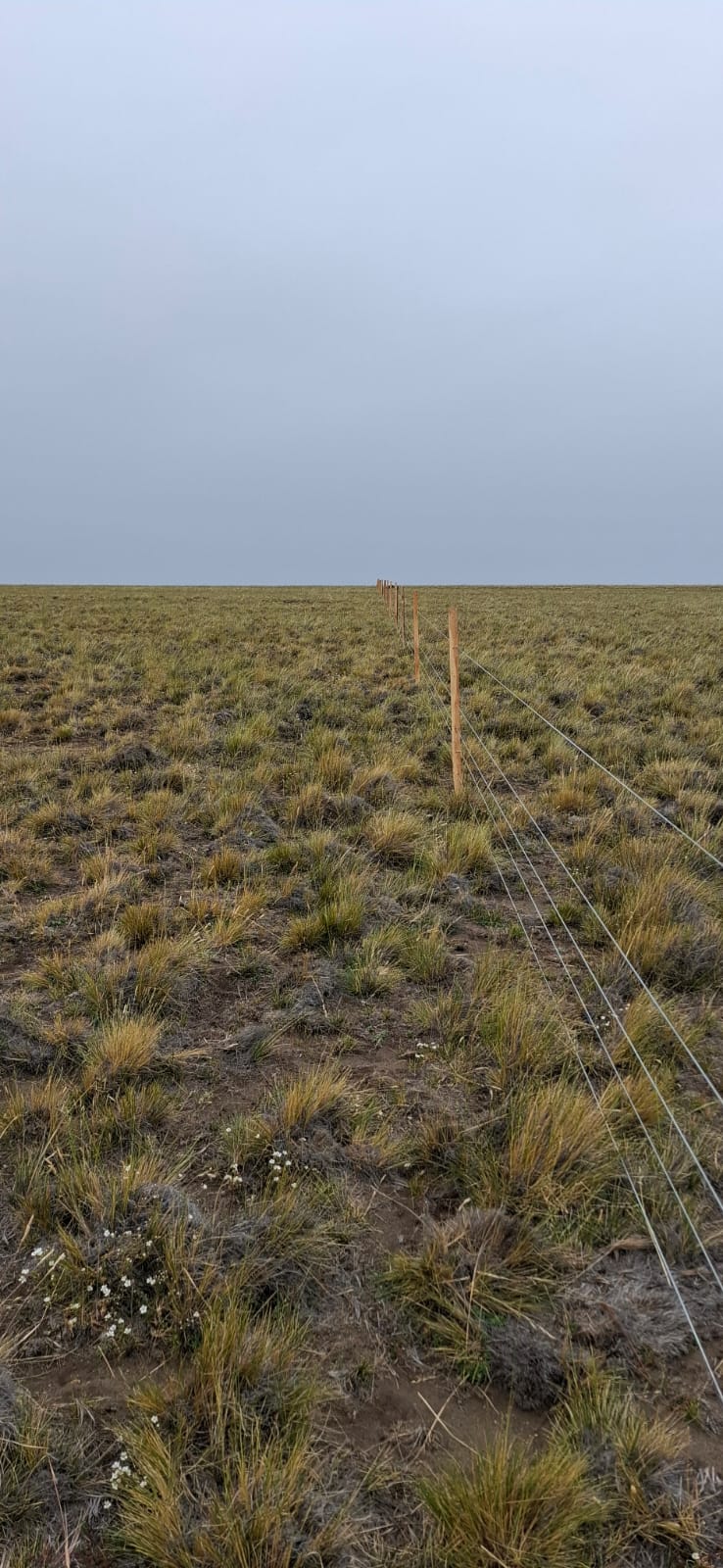  Con la preventa de los créditos de carbono, se realizaron divisones en el campo.