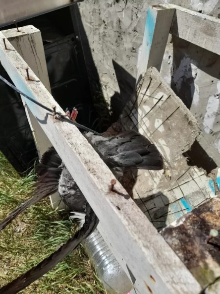  La paloma atada con un precinto afuera de la casa de las víctimas. (FOTO: LA OPINIÓN AUSTRAL)