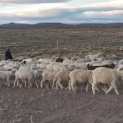 Diputados repudian y rechazan la eliminación de la Ley Ovina