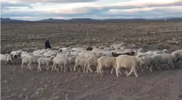 Diputados repudian y rechazan la eliminación de la Ley Ovina