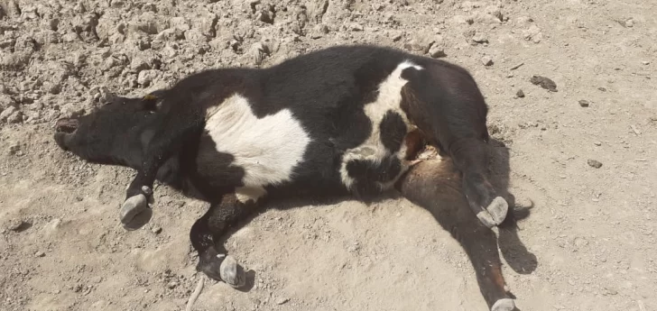 Vacas y caballos han sido halladas muertas con Vacas y caballos han sido halladas muertas con