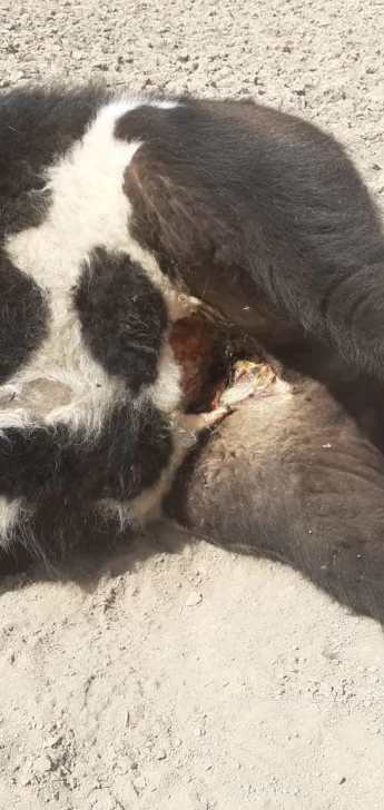 ¿Un OVNI cayó en La Pampa?: luces extrañas, ruidos llamativos y animales mutilados ¿Un OVNI cayó en La Pampa?: luces extrañas, ruidos llamativos y animales mutilados
