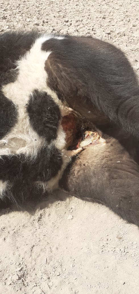 ¿Un OVNI cayó en La Pampa?: luces extrañas, ruidos llamativos y animales mutilados