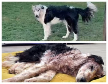 A una semana de su rescate, “Luz”, la perrita con fractura en cráneo, está “más activa y más despierta” A una semana de su rescate, “Luz”, la perrita con fractura en cráneo, está “más activa y más despierta”