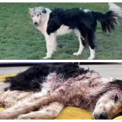 A una semana de su rescate, “Luz”, la perrita con fractura en cráneo, está “más activa y más despierta”