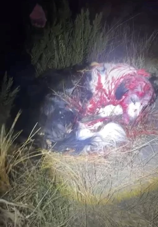 Así encontraron a la perrita en el barrio Padre Olivieri de Río Gallegos. Así encontraron a la perrita en el barrio Padre Olivieri de Río Gallegos.
