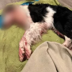 Imágenes sensibles. Crueldad animal en Río Gallegos: casi muerta, rescataron a una perrita