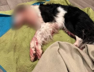 Imágenes sensibles. Crueldad animal en Río Gallegos: casi muerta, rescataron a una perrita Imágenes sensibles. Crueldad animal en Río Gallegos: casi muerta, rescataron a una perrita