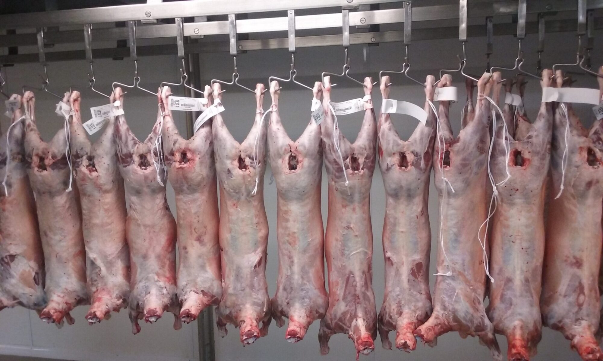  La exportación de ovinos de la Patagonia está en riesgo si hay cambios en la protección del status sanitario actual.