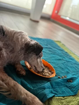 “Luz”, la perrita con fractura en el cráneo paseó por el patio: “Ya salió de estado crítico” “Luz”, la perrita con fractura en el cráneo paseó por el patio: “Ya salió de estado crítico”