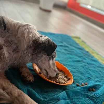 “Luz”, la perrita con fractura en el cráneo paseó por el patio: “Ya salió de estado crítico”