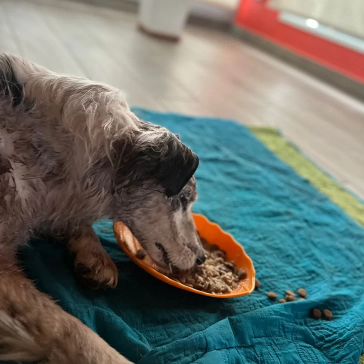 “Luz”, la perrita con fractura en el cráneo paseó por el patio: “Ya salió de estado crítico” “Luz”, la perrita con fractura en el cráneo paseó por el patio: “Ya salió de estado crítico”