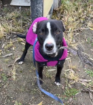 Nuevo caso de maltrato animal en Río Gallegos: la encadenaron y la dejaron abandonada en la ruta