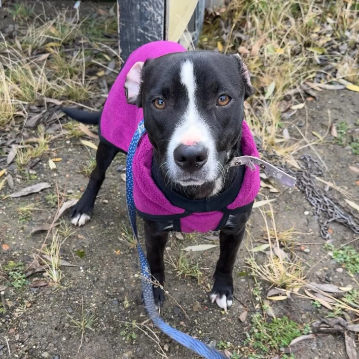 Nuevo caso de maltrato animal en Río Gallegos: la encadenaron y la dejaron abandonada en la ruta