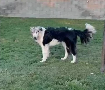 “Luz”, la perrita con fractura en el cráneo, sigue recuperándose: “La habrían golpeado con un rastrillo”