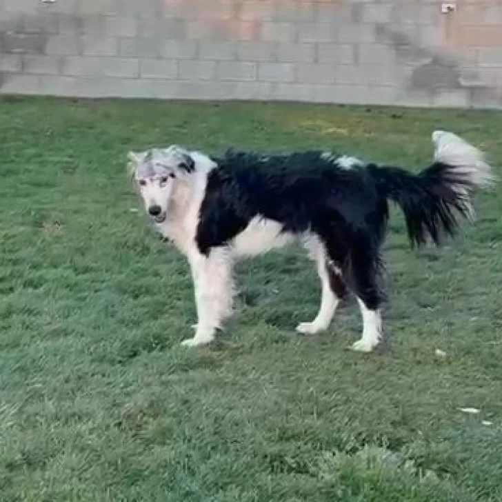 “Luz”, la perrita con fractura en el cráneo, sigue recuperándose: “La habrían golpeado con un rastrillo”