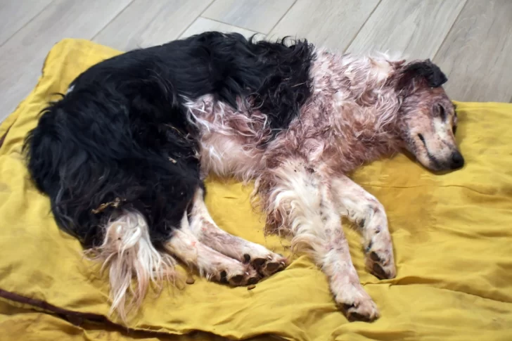  Pasaron casi 48 horas del rescate de la Border Collie hallada en el barrio Padre Olivieri. Foto: José Silva/La Opinión Austral