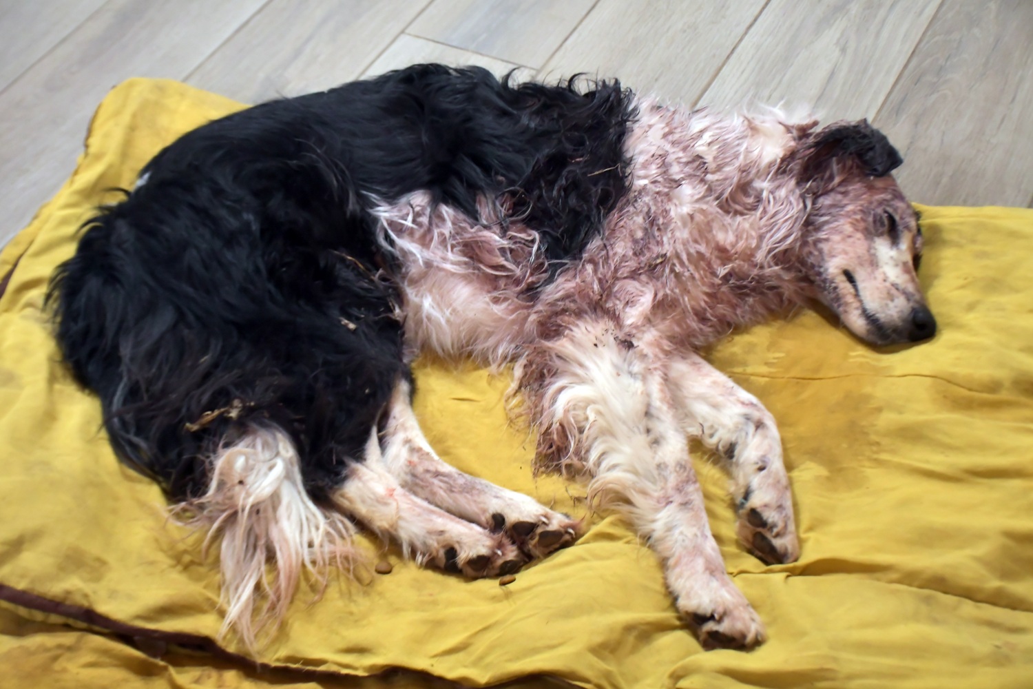  Pasaron casi 48 horas del rescate de la Border Collie hallada en el barrio Padre Olivieri. Foto: José Silva/La Opinión Austral