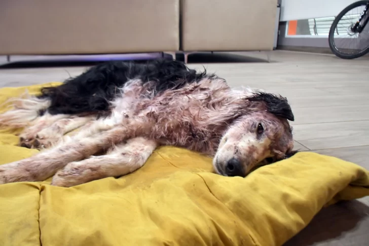  La Border Collie, 48 después de ser rescatada. Foto: José Silva/La Opinión Austral