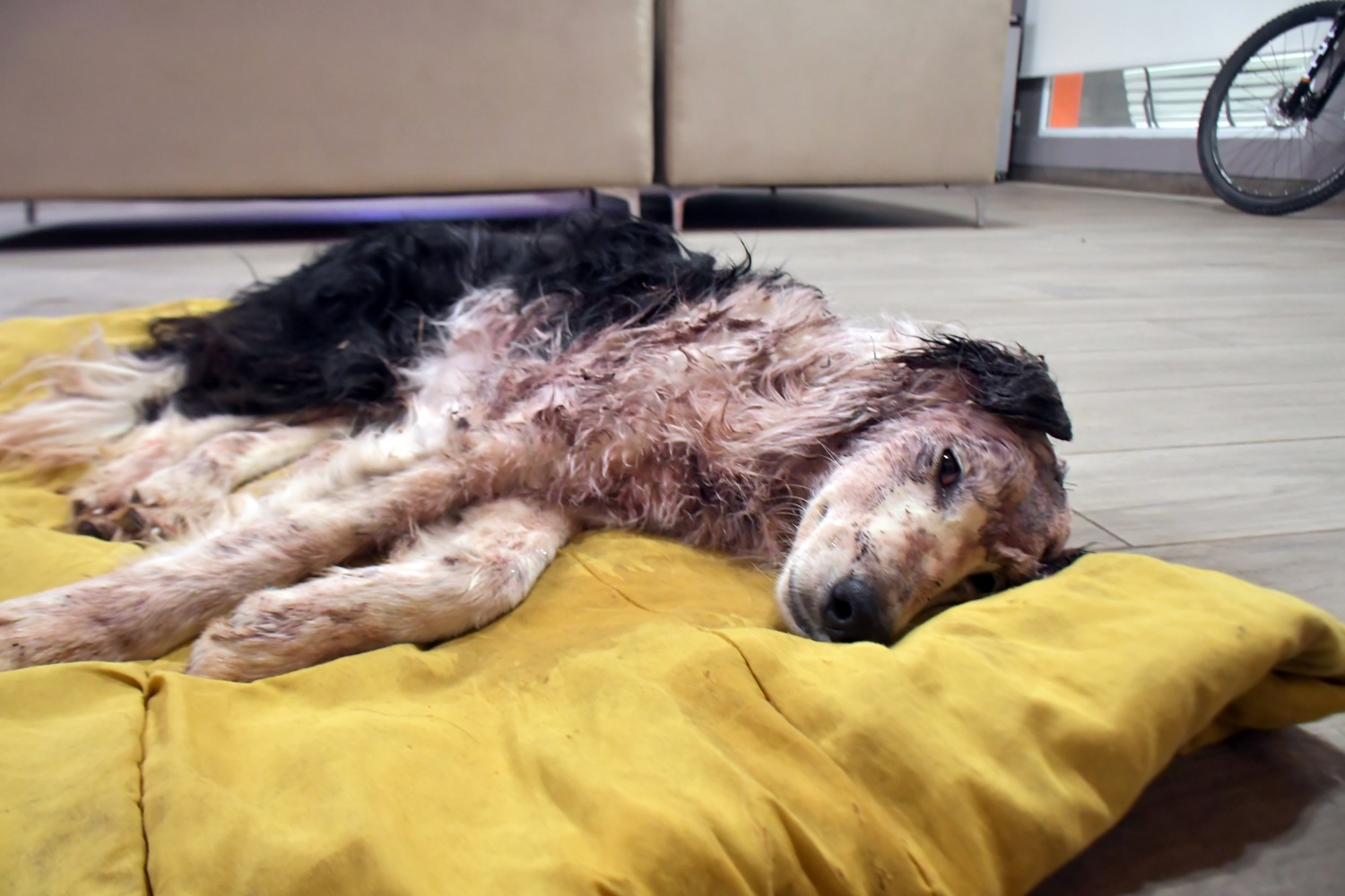  La Border Collie, 48 después de ser rescatada. Foto: José Silva/La Opinión Austral