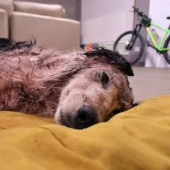 La perrita con fractura en el cráneo se recupera: “Tiene que haber sido un golpe muy fuerte realizado por una persona”