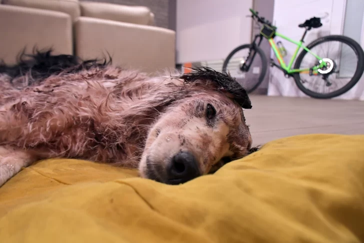 La perrita con fractura en el cráneo se recupera: “Tiene que haber sido un golpe muy fuerte realizado por una persona”