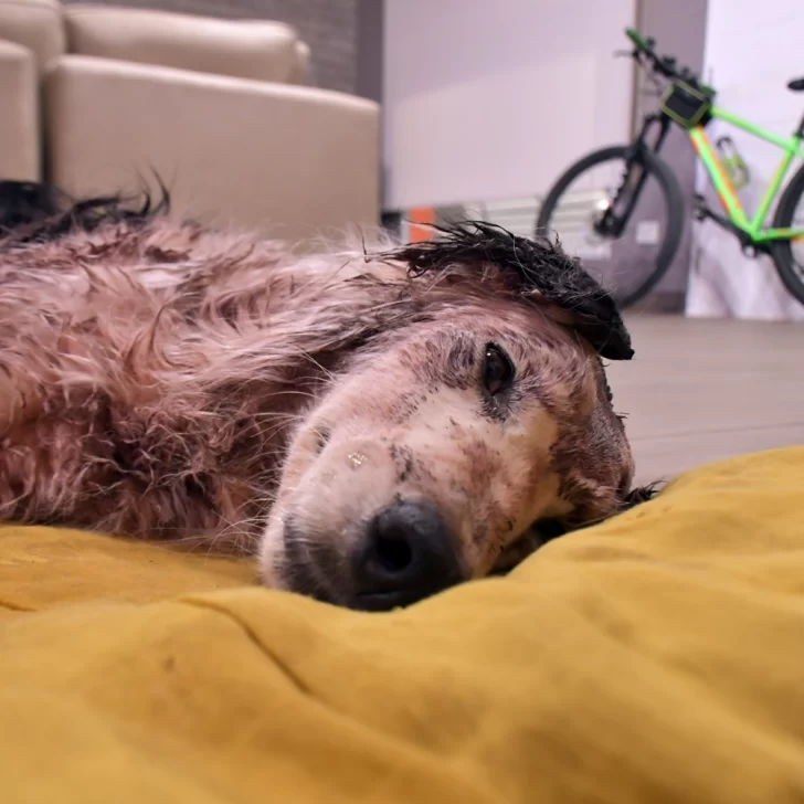 La perrita con fractura en el cráneo se recupera: “Tiene que haber sido un golpe muy fuerte realizado por una persona”