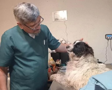 Evolución del perrito rescatado en el barrio San Benito: “Empezó a mover la colita cuando escucha que le hablo”