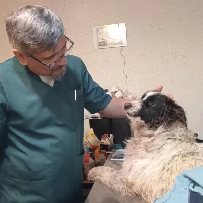 Evolución del perrito rescatado en el barrio San Benito: “Empezó a mover la colita cuando escucha que le hablo”