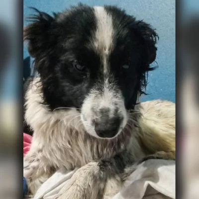 El border collie rescatado en el barrio San Benito recibió el alta: “Nos ve llegar y se levanta a recibirnos”