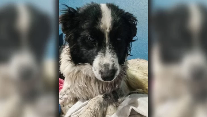 El border collie rescatado en el barrio San Benito recibió el alta: “Nos ve llegar y se levanta a recibirnos”
