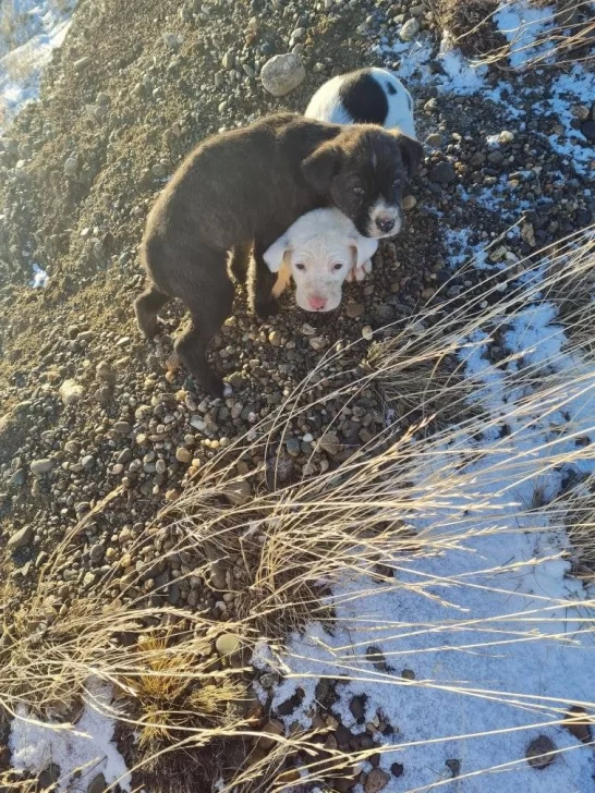 PERRITOS-ABANDONADOS-EN-LA-NIEVE-546x728